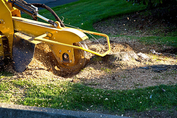 Lawn Watering Services in Las Palmas Ii, TX